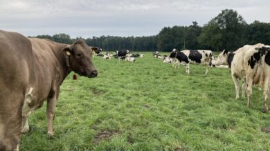 Miriam Staudtes Weidemilch-Bündnis scheitert an Rewe, Lidl, Aldi und Edeka