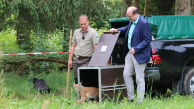 Meyer zufrieden: Ausgewilderte Lüchsin hat drei Junge bekommen