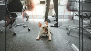 Pro und Contra: Brauchen wir einen Bürohund?