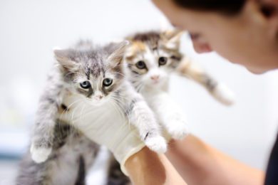 Katzenflut in den Tierheimen: Land fördert Programm zur Kastration