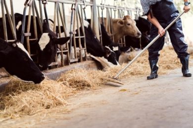 Ministerium sperrt Hof wegen Rinderseuche – und Gefahr durch Schweinepest wächst