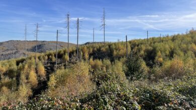 TagesKolumne: Waldspaziergang