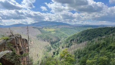 Wie sich der Wald im Harz fast von selbst wieder auf die Beine hilft