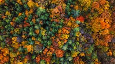 TagesKolumne: Den Wald vor lauter Bäumen