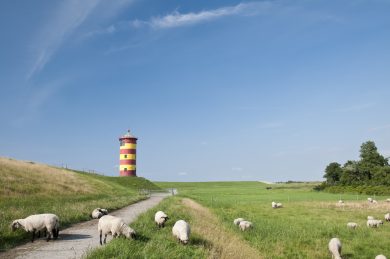 Schafhalter mahnen: Wir brauchen wolfsfreie Zonen