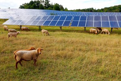 Lies will mehr Solaranlagen auf Freiflächen