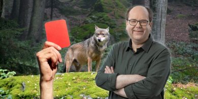 Gericht stoppt Wolf-Abschüsse: Grüne freuen sich über „Rote Karte“ gegen Lies