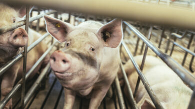 Richtlinie noch nicht da: Schweinehalter müssen auf Prämie für den Umstieg warten