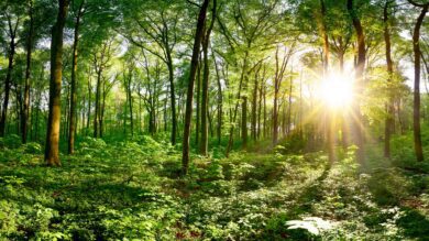 Nabu: Wald bleibt Klimasenke, aber die Forstwirtschaft ist nicht nachhaltig