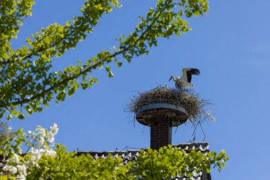 TagesKolumne: Der Storch, dein Coach