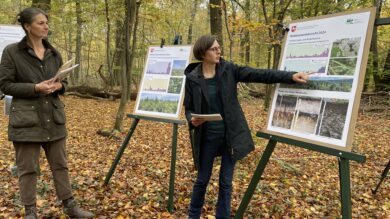 Niedersachsens Wälder erholen sich, doch der Klimawandel setzt ihnen weiterhin zu