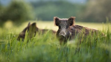 Vorsorge-Gesellschaft soll Niedersachsen für die ASP wappnen