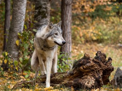 Erneuter Wolfsabschuss in Niedersachsen erzürnt die Grünen