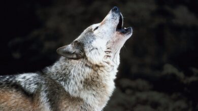 OVG bestätigt Schnellabschuss von Wölfen, bemängelt aber Genehmigung